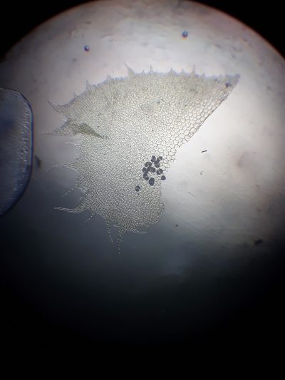 Cryptolophocolea mitteniana, photographed by Leon Perrie