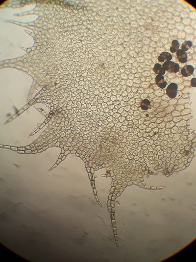Cryptolophocolea mitteniana, photographed by Leon Perrie