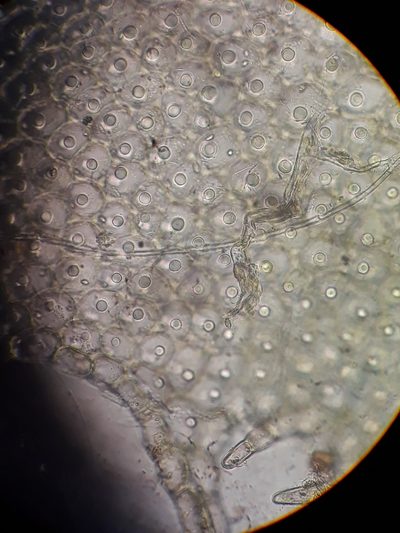 Cryptolophocolea mitteniana, photographed by Leon Perrie