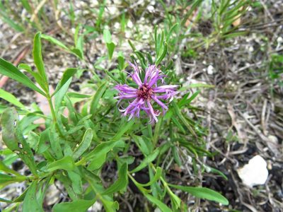 Vernonia lindheimeri, photographed by Annika Lindqvist