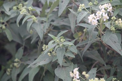 Montanoa tomentosa, photographed by José Belem Hernández Díaz