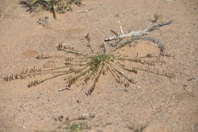 Eragrostis dielsii, photographed by Kym Nicolson