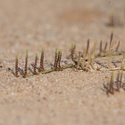 Eragrostis dielsii, photographed by Kym Nicolson