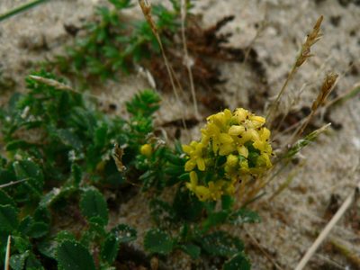 Galium arenarium, photographed by Yves Bas