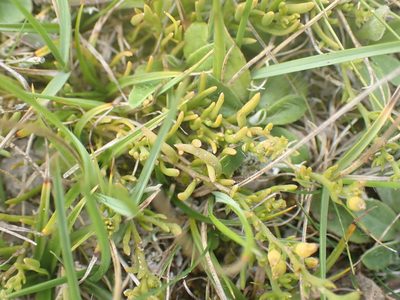Thesium humifusum, photographed by Robert H. Wardell