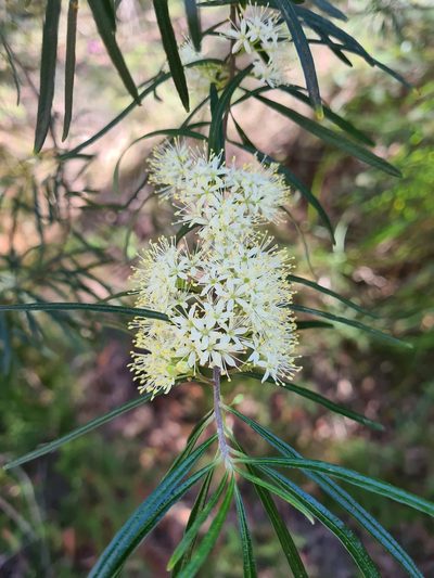 Leionema dentatum, photographed by Andrew Harvey