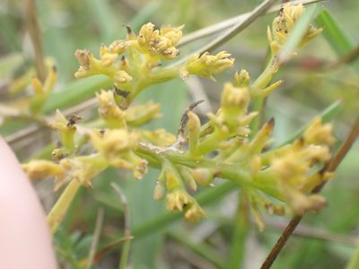 Thesium humifusum, photographed by Robert H. Wardell