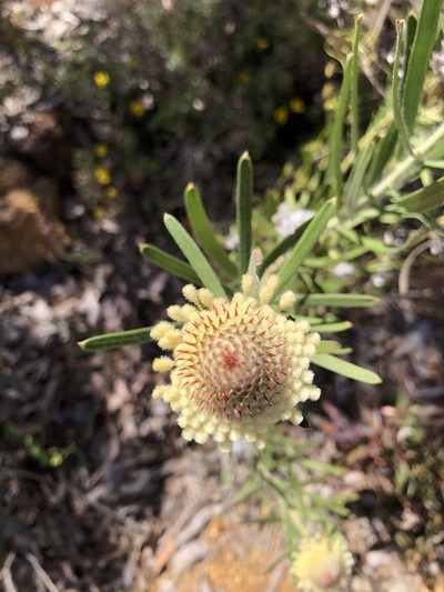 Isopogon sphaerocephalus, photographed by James