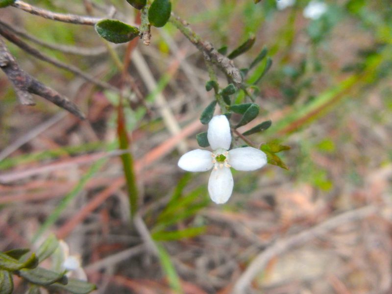 Philotheca virgata, photographed by Kiri Bee