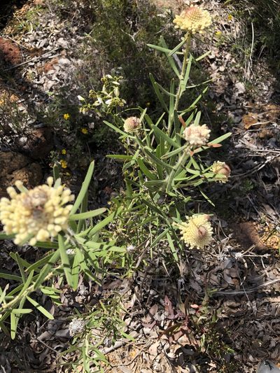 Isopogon sphaerocephalus, photographed by James