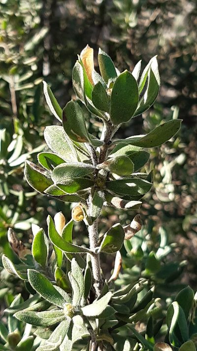 Persoonia rigida, photographed by Matthew Lincoln