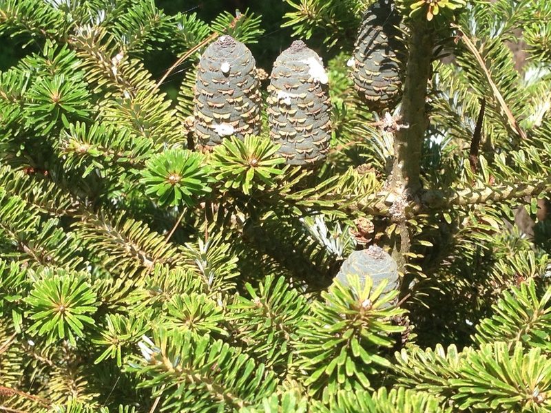 Abies koreana, photographed by Kim, Hyun-tae