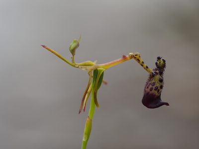 Drakaea livida, photographed by Brett Coulstock