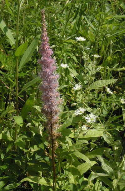 Astilbe chinensis, photographed by Oleg Kosterin
