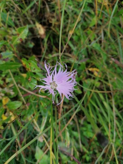 Dianthus sternbergii, photographed by Patrick Schwager