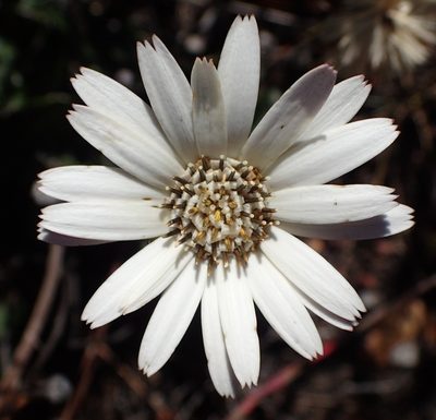 Gerbera serrata, photographed by Nicola van Berkel
