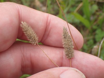 Phleum bertolonii, photographed by Robert H. Wardell