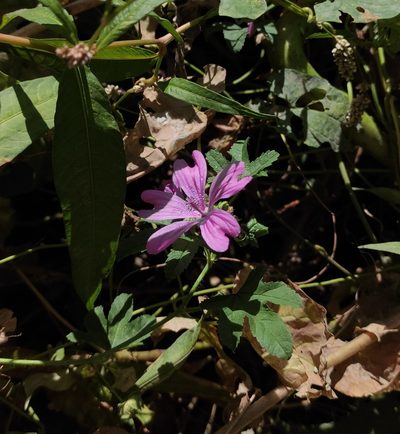 Malva erecta, photographed by Kristina Кochariantc