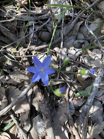 Orthrosanthus laxus, photographed by James