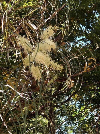 Grevillea parallela, photographed by elawrey