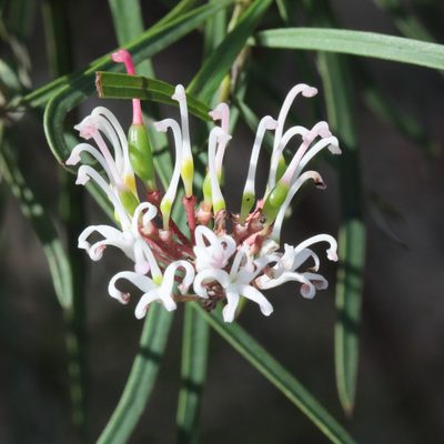 Grevillea linearifolia, photographed by tobyyy