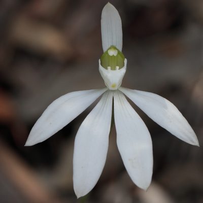 Caladenia catenata, photographed by tobyyy