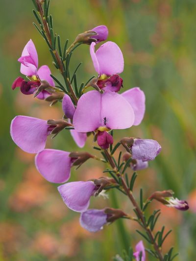 Gompholobium scabrum, photographed by Brett Coulstock
