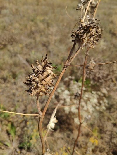 Astragalus ponticus, photographed by Denys Vynokurov