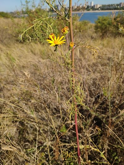 Jacobaea borysthenica, photographed by Denys Vynokurov