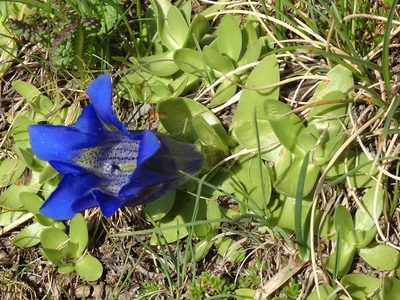 Gentiana alpina, photographed by Thomas Koffel