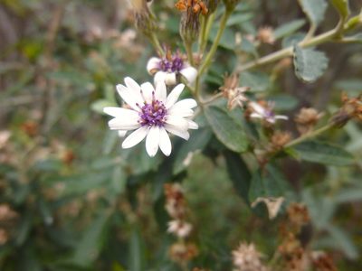 Olearia phlogopappa, photographed by Kiri Bee