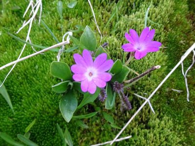 Primula integrifolia, photographed by Thomas Koffel