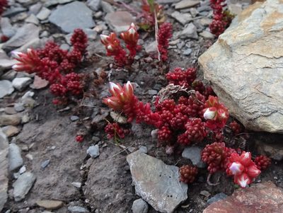 Sedum candolleanum, photographed by Thomas Koffel