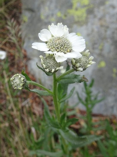 Aspilia laevissima, photographed by Thomas Koffel