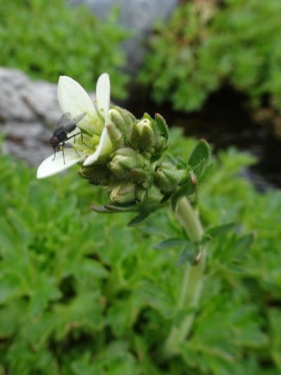 Saxifraga aquatica, photographed by Thomas Koffel