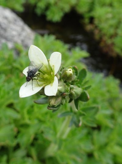 Saxifraga aquatica, photographed by Thomas Koffel