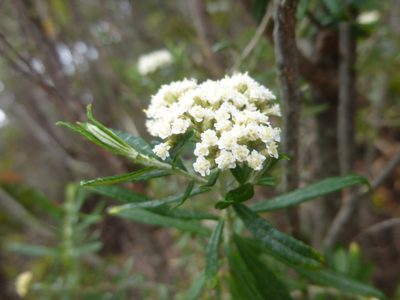 Ozothamnus ferrugineus, photographed by Kiri Bee