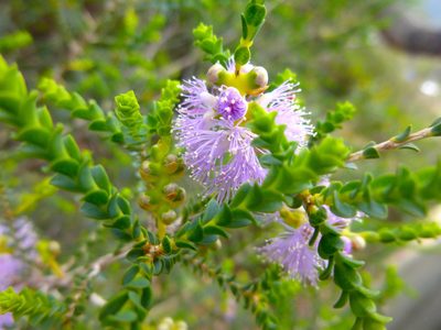 Melaleuca gibbosa, photographed by Kiri Bee