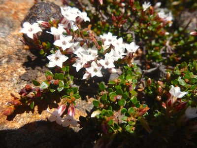 Epacris serpyllifolia, photographed by Kiri Bee