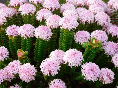 Pimelea ferruginea, photographed by Patrick Leary