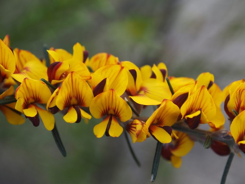 Aotus intermedia, photographed by Brett Coulstock