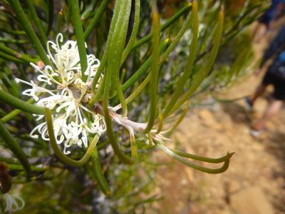 Hakea lissosperma, photographed by Kiri Bee