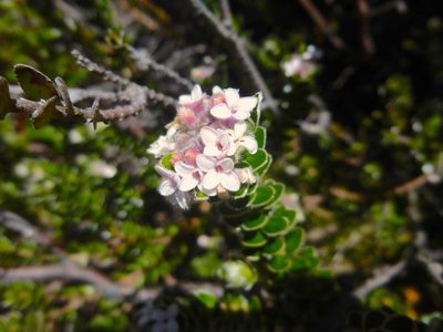 Pimelea sericea, photographed by Kiri Bee