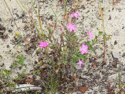 Silene littorea, photographed by Duarte Frade