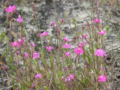 Silene scabriflora, photographed by Duarte Frade