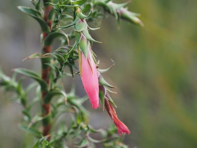 Cosmelia rubra, photographed by Brett Coulstock