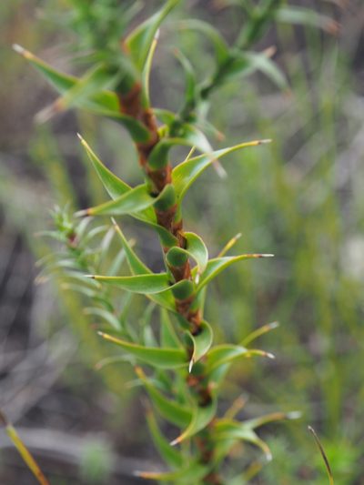 Cosmelia rubra, photographed by Brett Coulstock