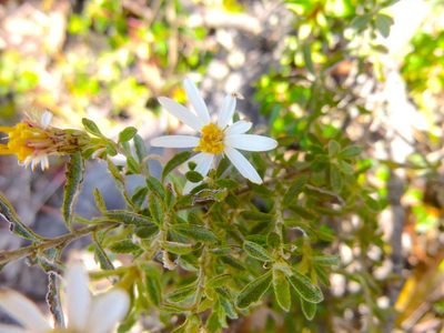 Olearia phlogopappa, photographed by Kiri Bee