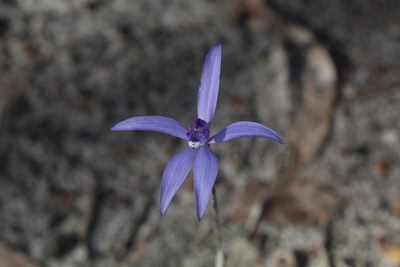 Caladenia sericea, photographed by Em Lamond