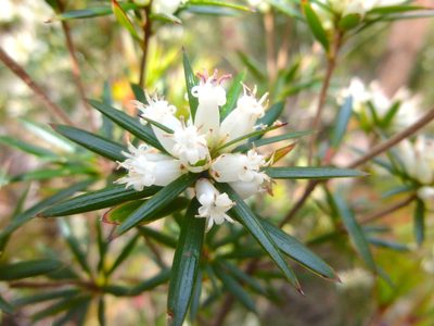Cyathodes glauca, photographed by Kiri Bee